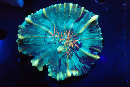 AUSウミバラ Ultra②