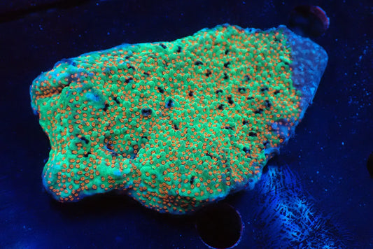 AUSコモンサンゴ