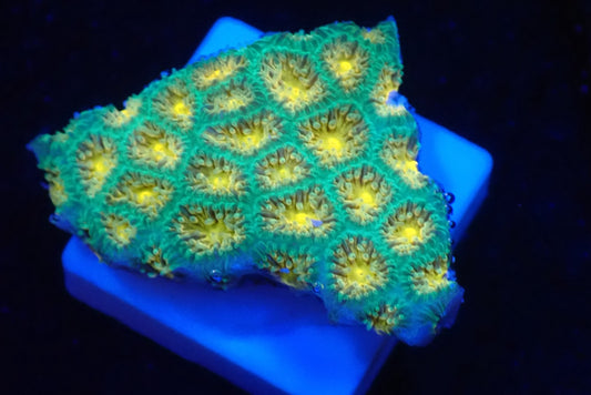 AUSトゲルリサンゴ(Green/yellow)