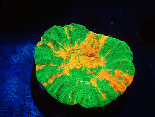 スコリミア（Hi-end Rere)01