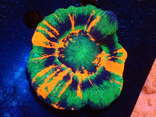 スコリミア（Master）