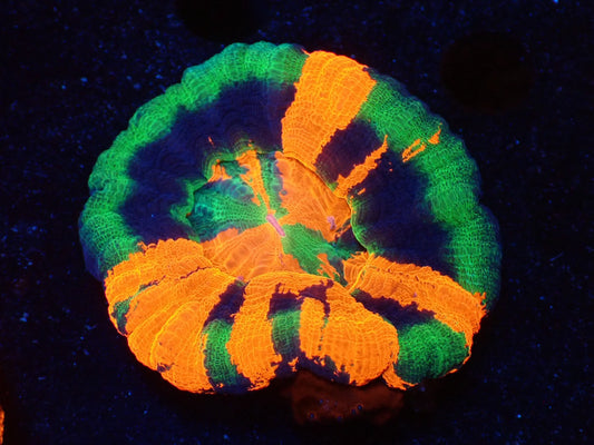 スコリミア（Master）