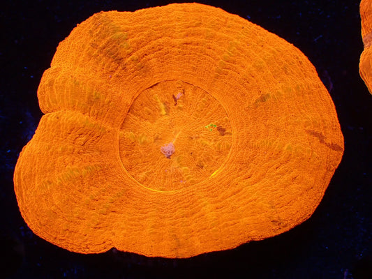 スコリミア（HI&Rare）