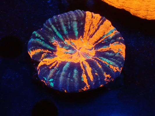 スコリミア（War Paint）