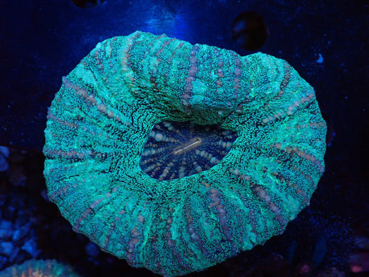 スコリミア（Unique）