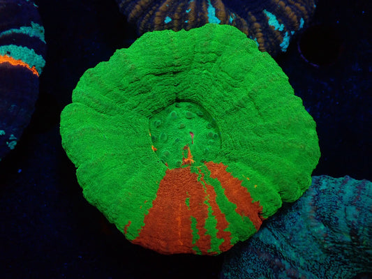 スコリミア（Ｂleeding apple）