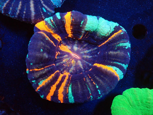 スコリミア（War Paint）03