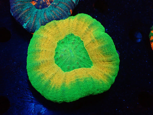 スコリミア（Hi-end Rere)02