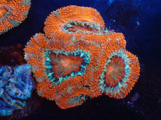 オーストラリア産カクオオトゲキクメイシフラグ09