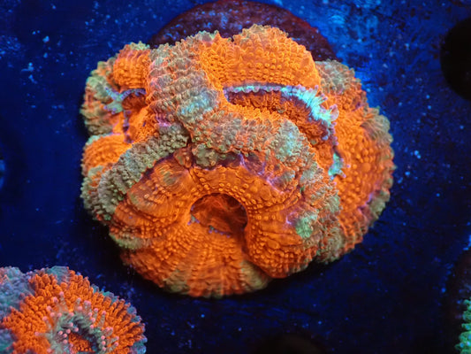 オーストラリア産カクオオトゲキクメイシフラグ011