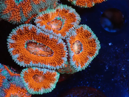 オーストラリア産カクオオトゲキクメイシフラグ014