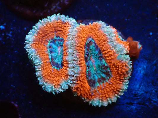 オーストラリア産カクオオトゲキクメイシフラグ015