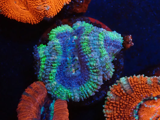 オーストラリア産カクオオトゲキクメイシ08