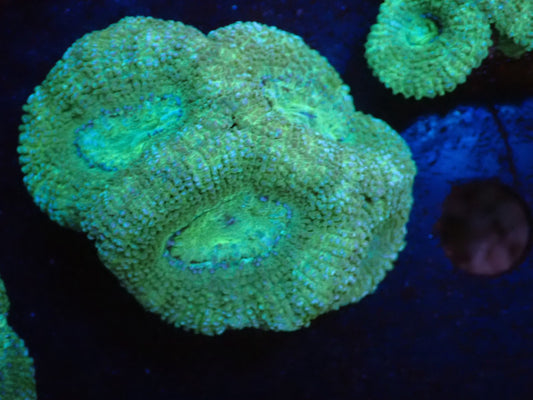 オーストラリア産カクオオトゲキクメイシフラグ07