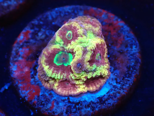 店長ブリード　サムライファビア