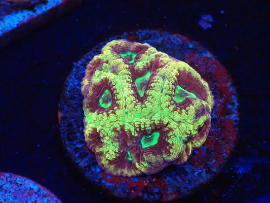 店長ブリード　サムライファビア