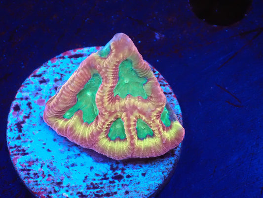 店長ブリード　ゴールドラッシュファビア