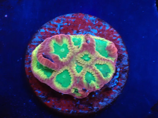 店長ブリード　ゴールドラッシュファビア