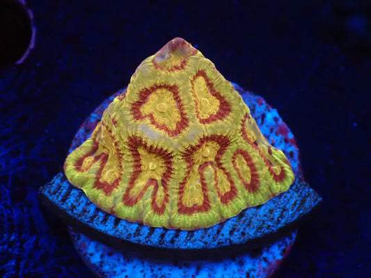 店長ブリード　スコーピオンキングファビア