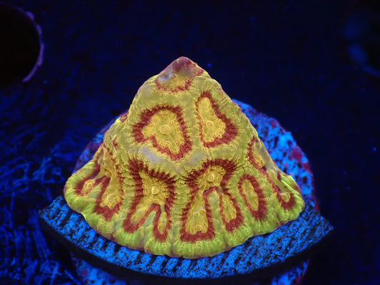 店長ブリード　スコーピオンキングファビア