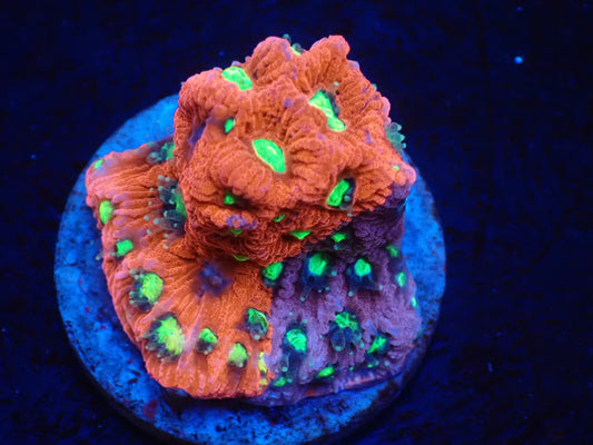 店長ブリード　希少ＡＵＳキクメイシ