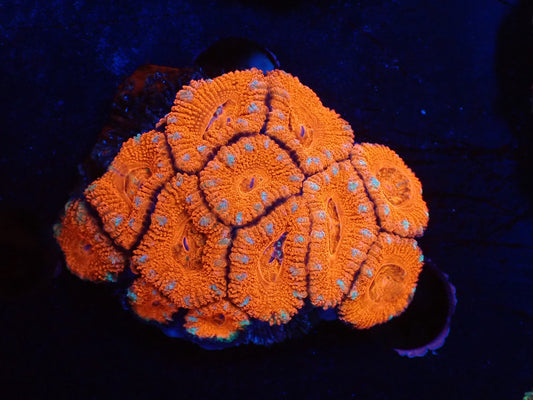 オーストラリア産カクオオトゲキクメイシ016