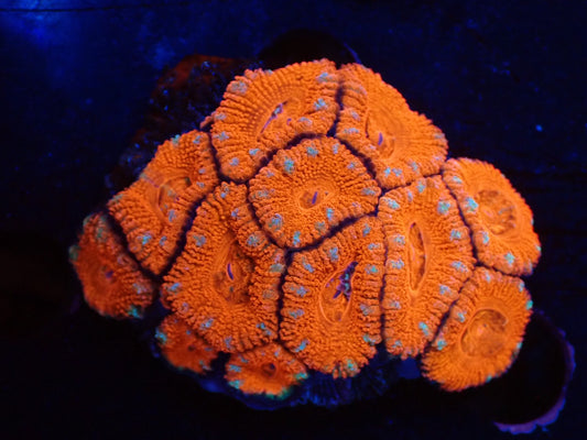 オーストラリア産カクオオトゲキクメイシ016