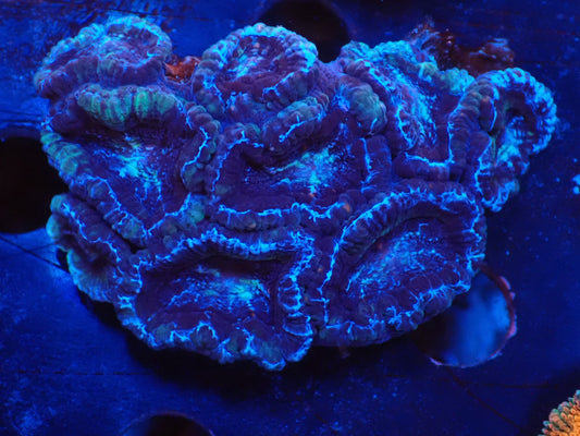 オーストラリア産カクオオトゲキクメイシ017