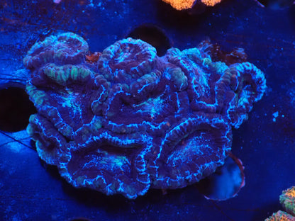 オーストラリア産カクオオトゲキクメイシ017