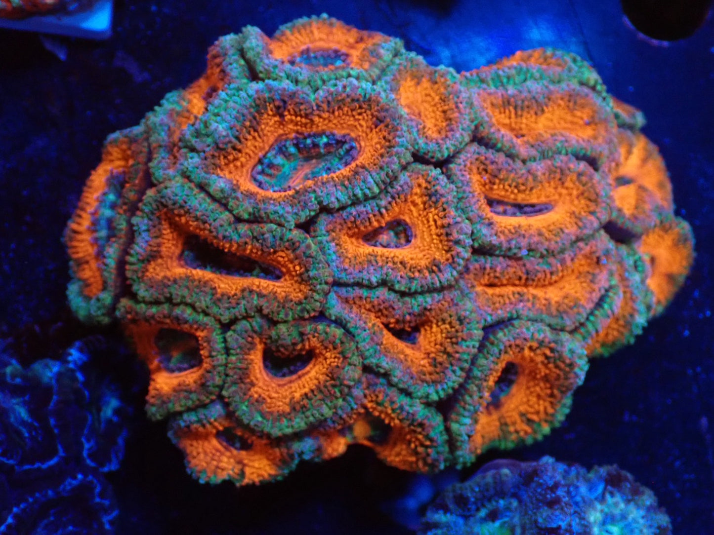 オーストラリア産カクオオトゲキクメイシ018