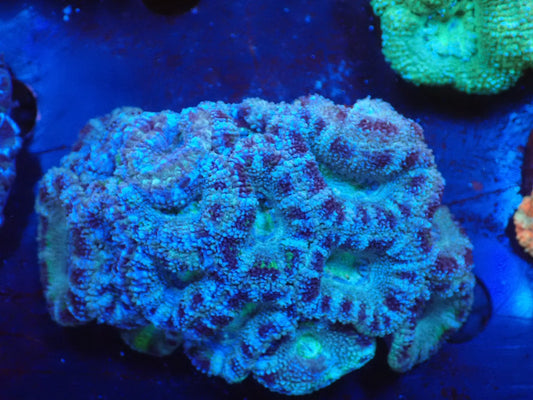 オーストラリア産カクオオトゲキクメイシ019