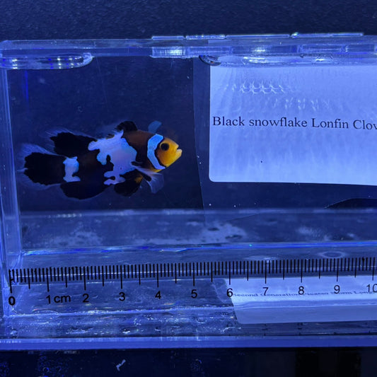Black snowflake Lonfin Clownfish