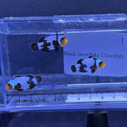Black snowflake Clownfish