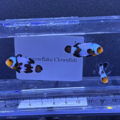 Black snowflake Clownfish