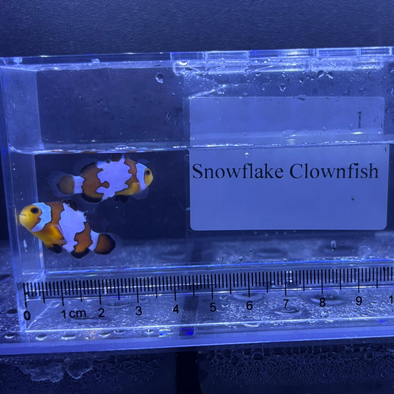 Snowflake Clownfish