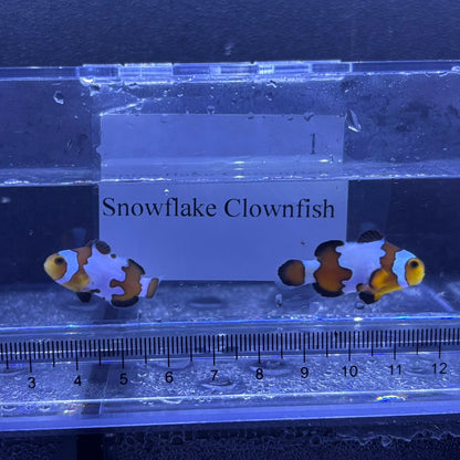 Snowflake Clownfish