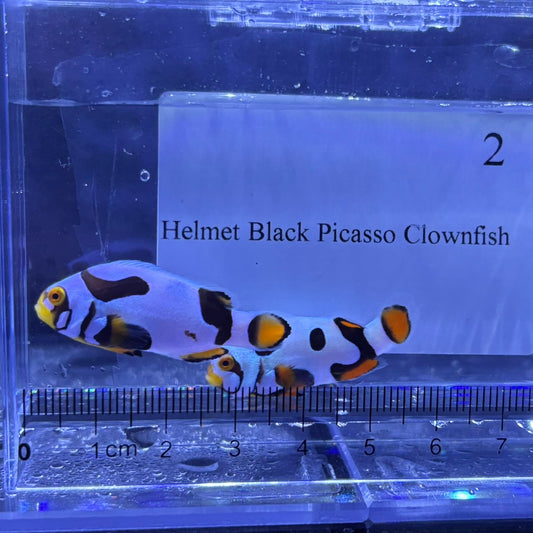 Helmet Black Picasso Clownfish