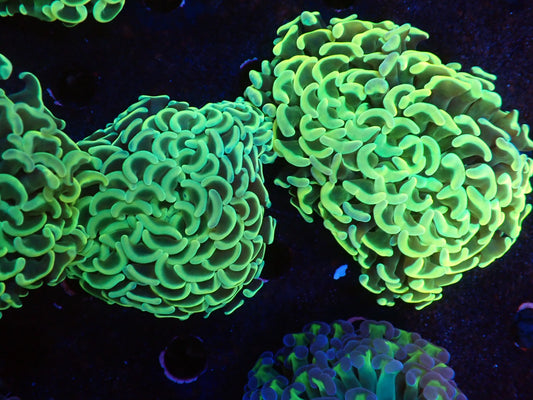 ナガレハナサンゴ①