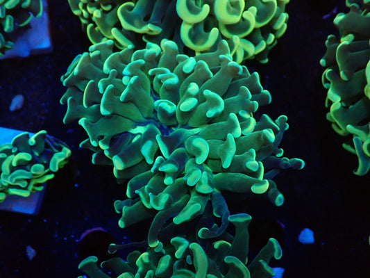 ナガレハナサンゴ②