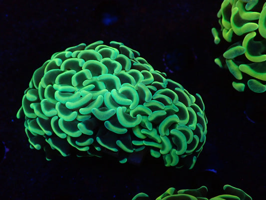 ナガレハナサンゴ③