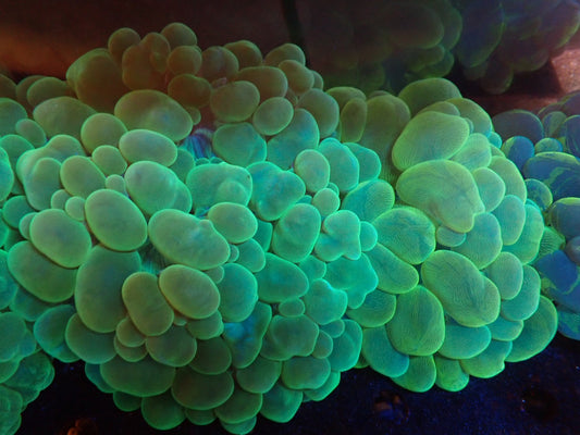 バブルコーラル