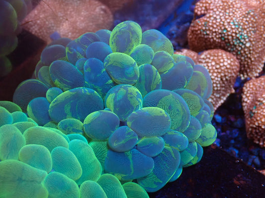 バブルコーラルマーブル