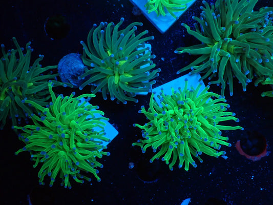 グリーントーチ