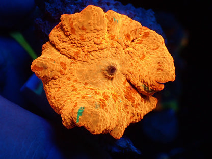 Jaw breaker　3color　01