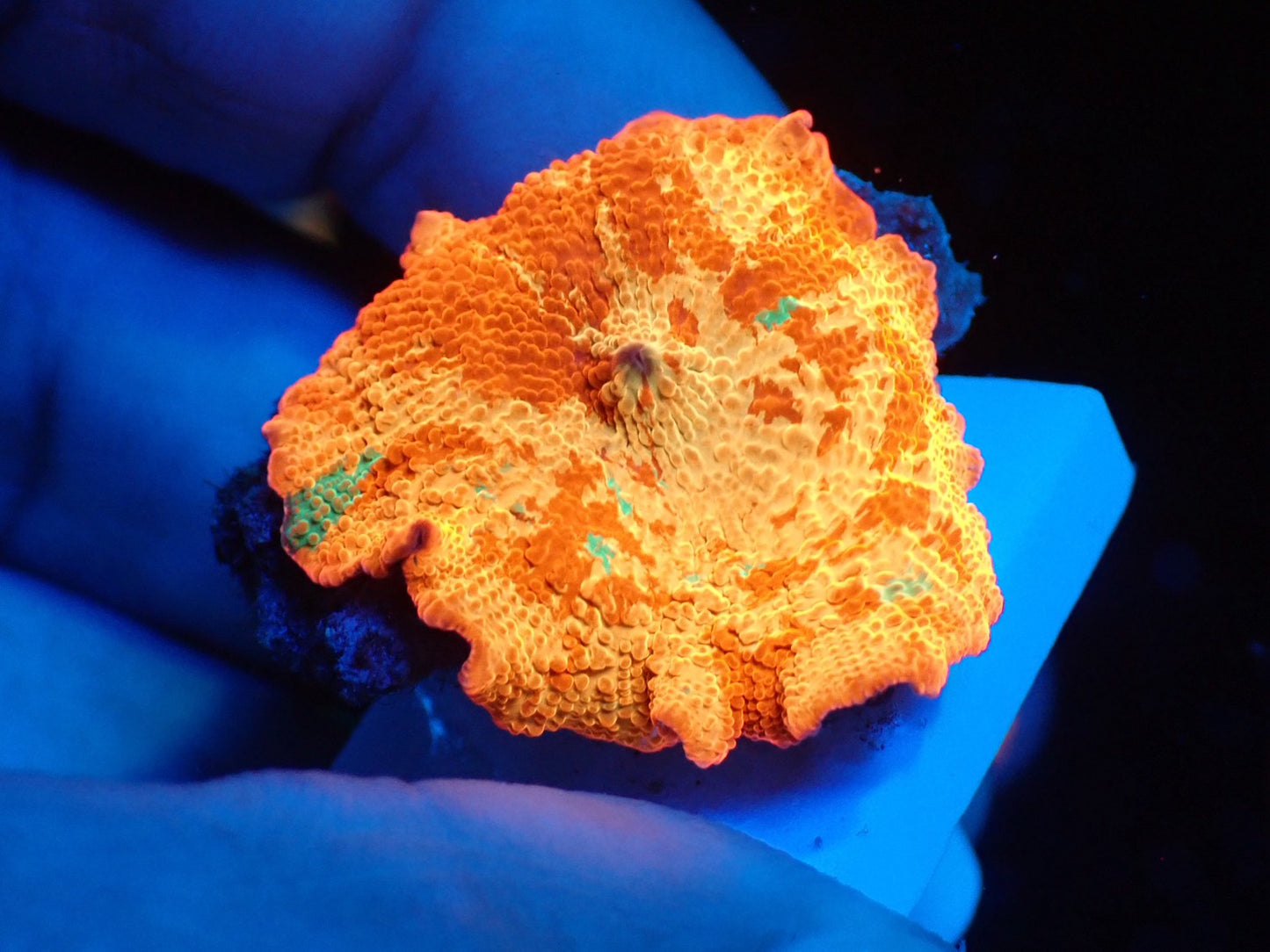 Jaw breaker　3color　02