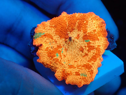 Jaw breaker　3color　02