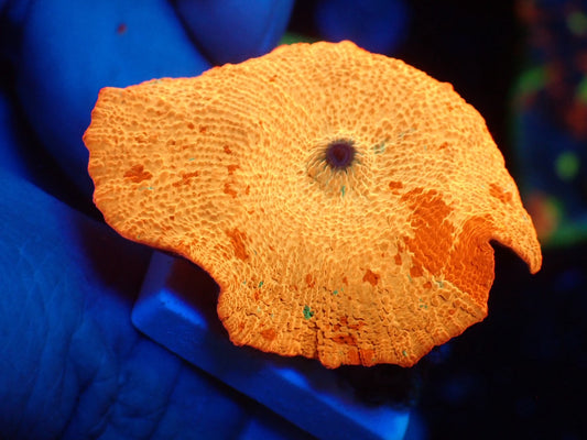 Jaw breaker　3color　03