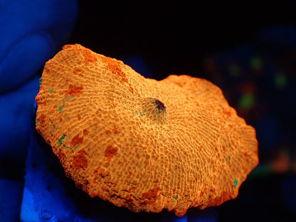 Jaw breaker　3color　03