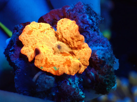 Jaw breaker　3color　03