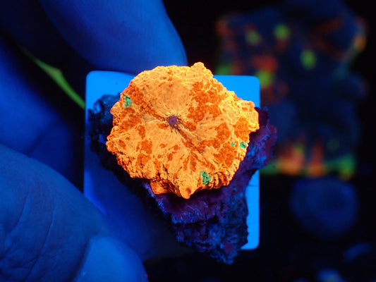 Jaw breaker　3color　04